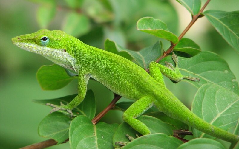 Green Anole Lizard — Calm, Photograph, Leaves, Branch