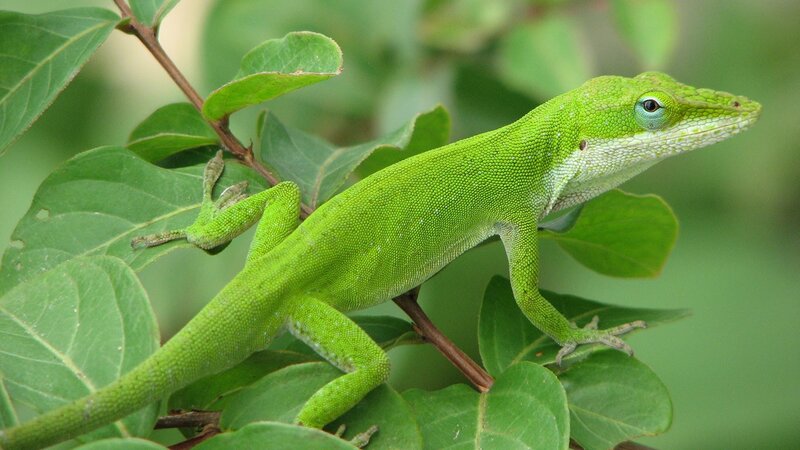Green Anole Lizard — Calm, Photograph, Leaves