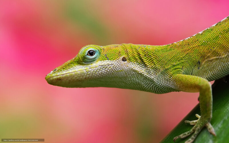 Green Anole Lizard — Calm, Photograph, Plant, Eye