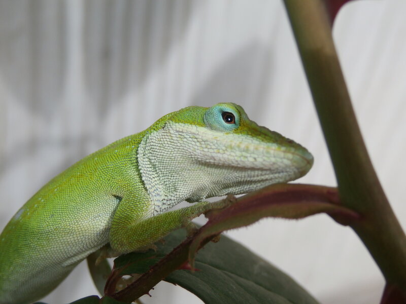 Green Anole Lizard — Calm, Photograph, Plant Stem, Leaf