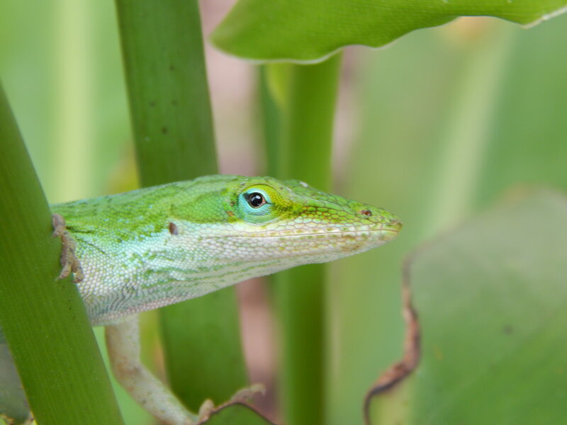 Green Anole Lizard — Calm, Photograph, Plant Stem