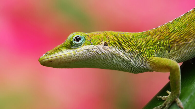 Green Anole Lizard — Calm, Photograph, Plant