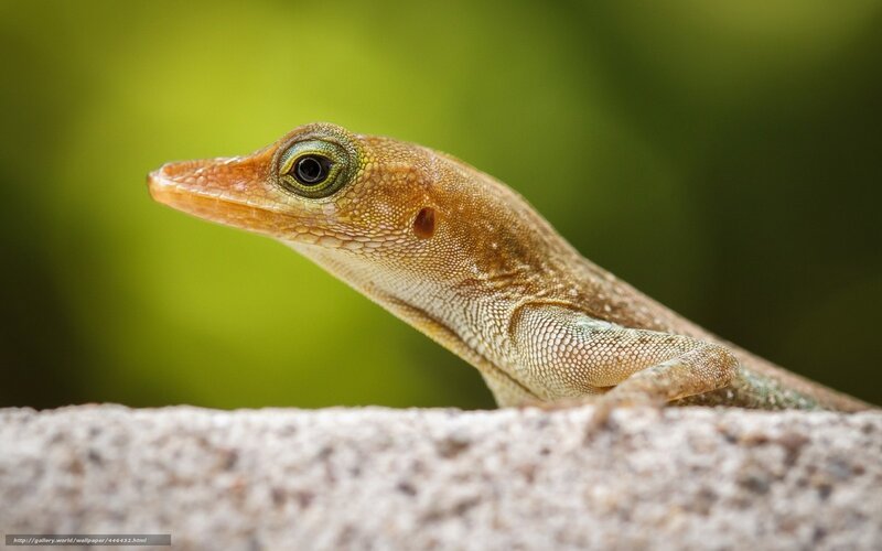 Green Anole Lizard — Calm, Photograph, Rock