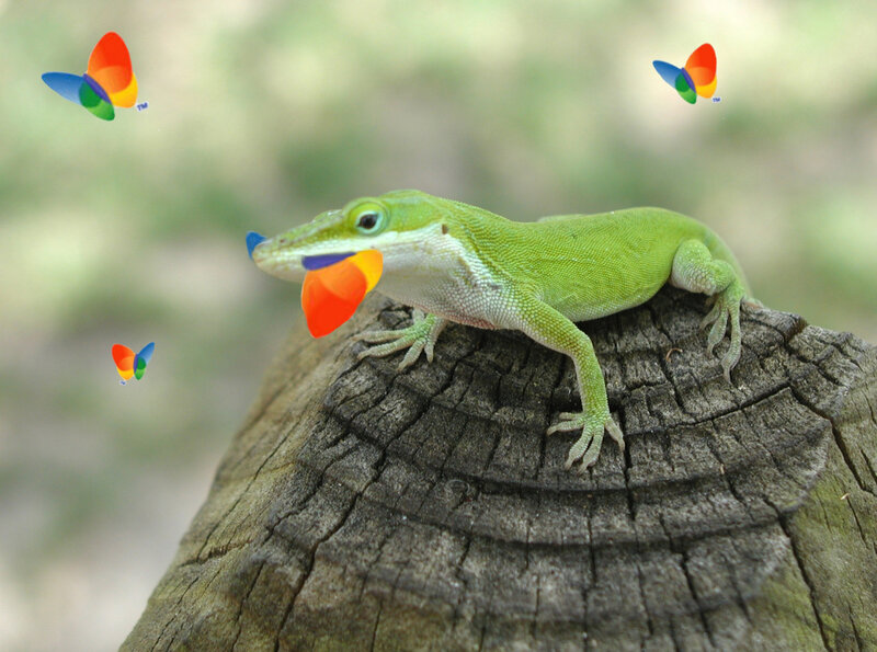 Green Anole Lizard — Calm
