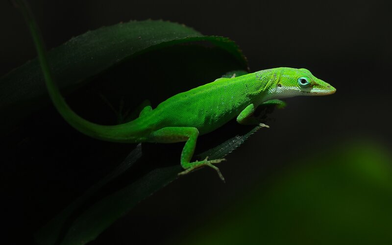 Green Anole Lizard — Dramatic, Night