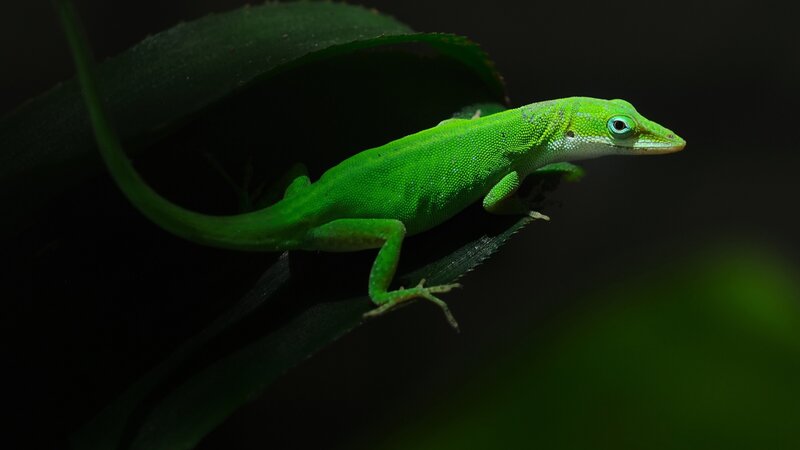 Green Anole Lizard — Dramatic, Photograph