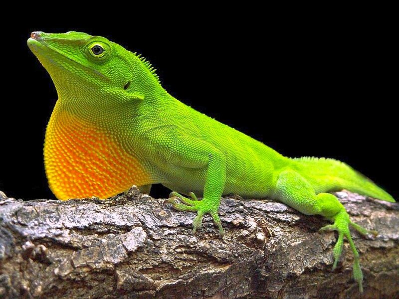 Green Anole Lizard — Dramatic