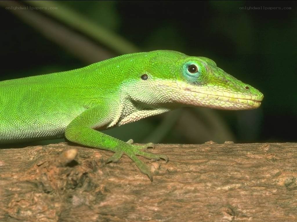 green anole lizard on a branch