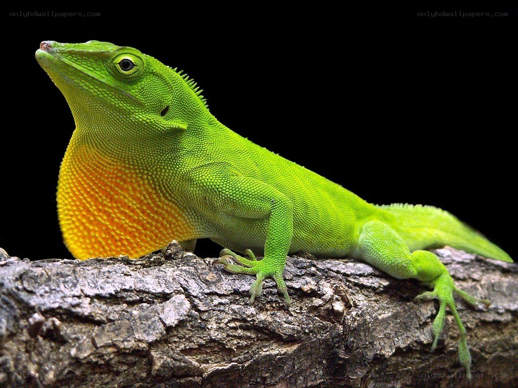 green anole lizard on branch
