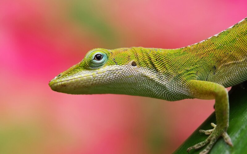 Green Anole Lizard — Photograph