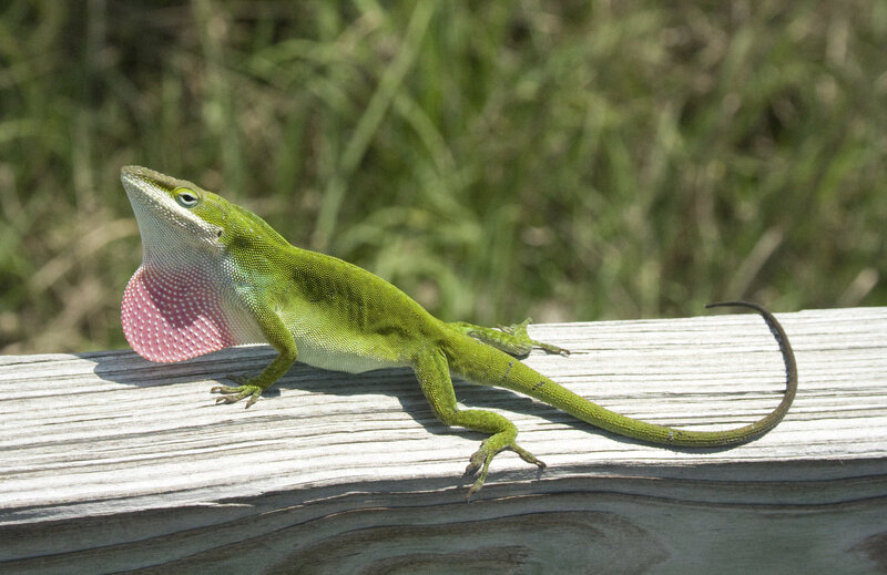 green anole lizard with dewlap