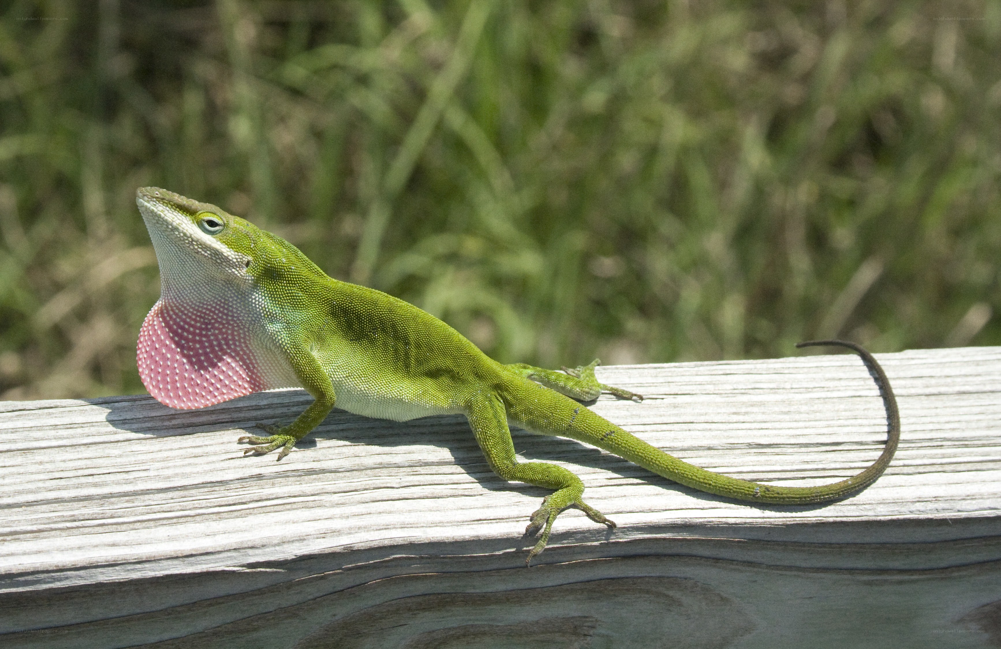 green anole lizard with dewlap
