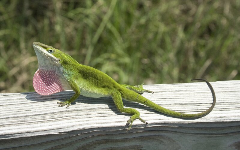 green anole lizard with dewlap