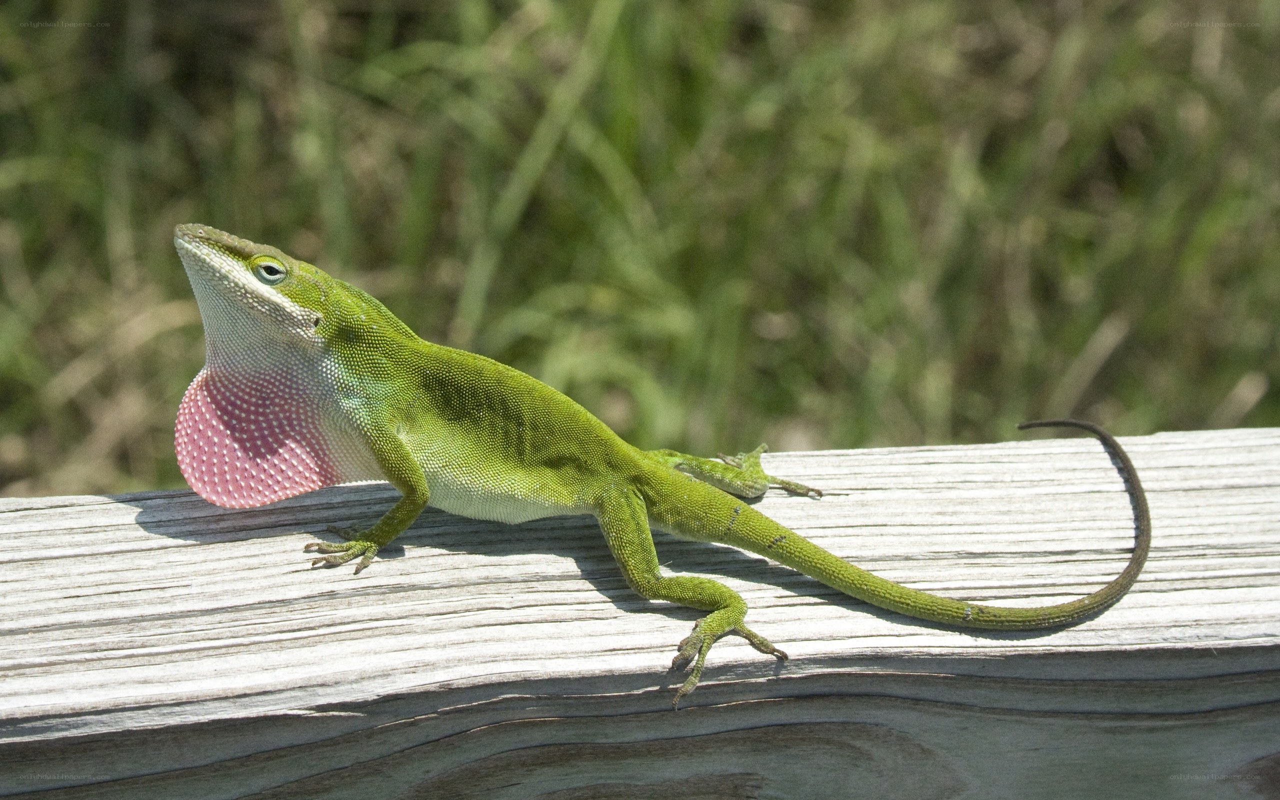 green anole lizard with dewlap
