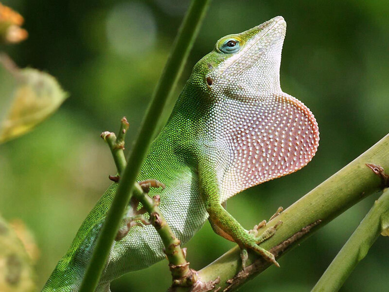 green anole on a branch