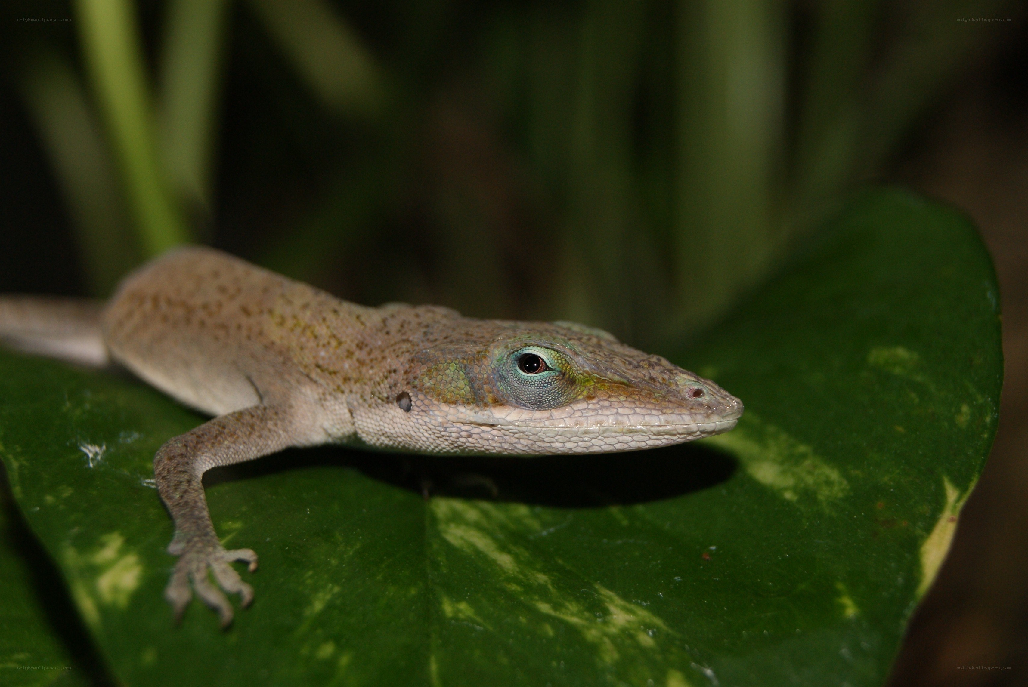 green anole on leaf