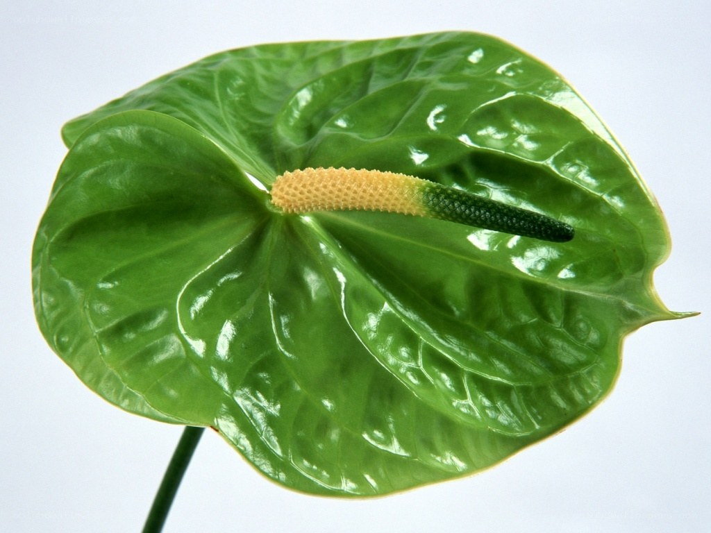 green anthurium flower