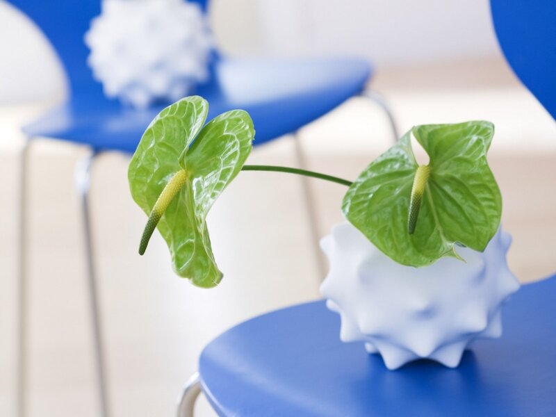 Green anthurium flowers in white vase