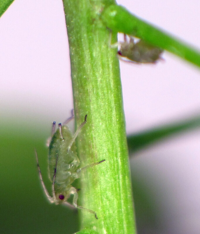 green aphids on plant stem