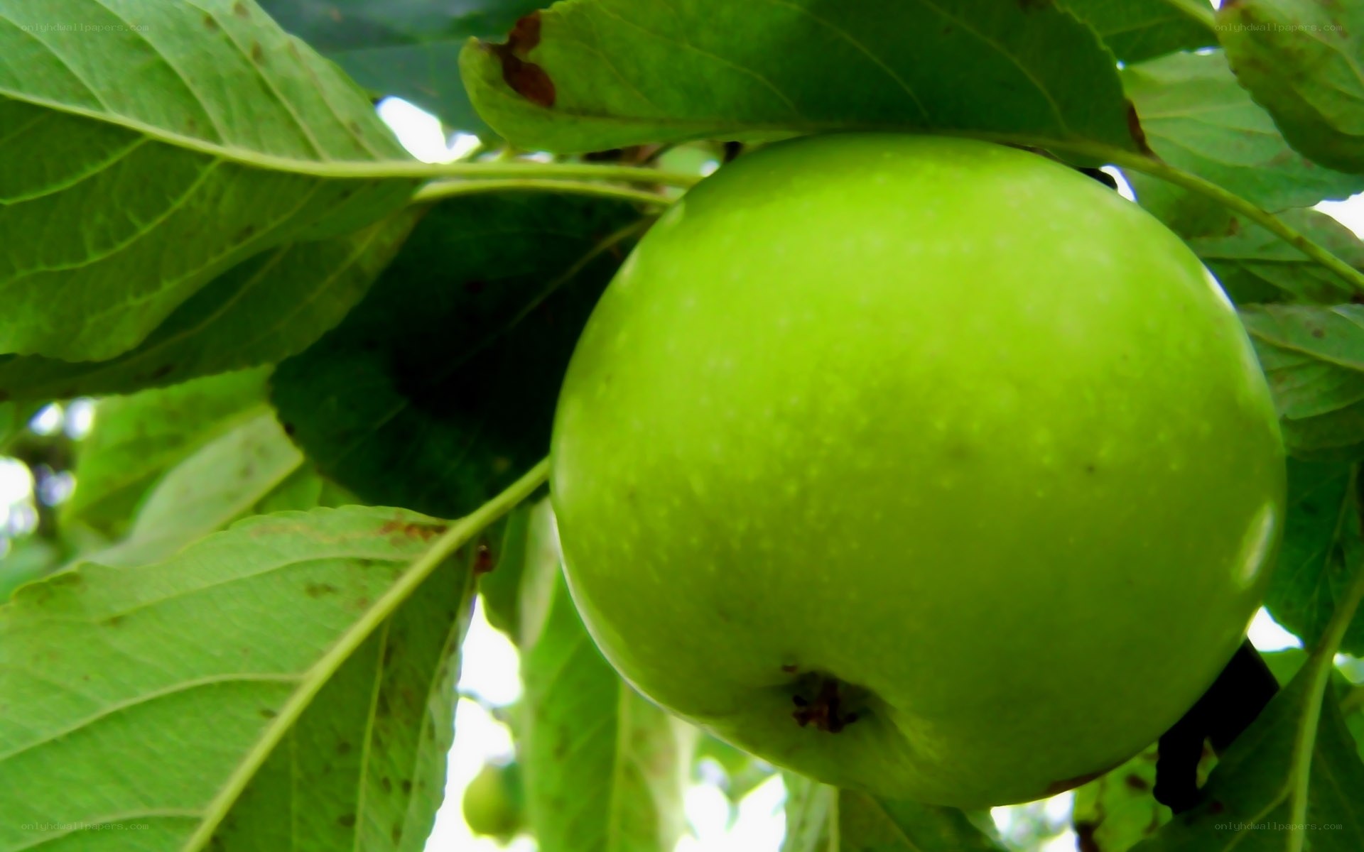 green apple on a tree