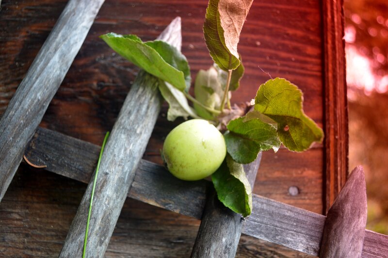Green Apple on Branch — Natural