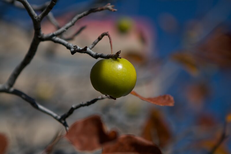Green Apple on Branch