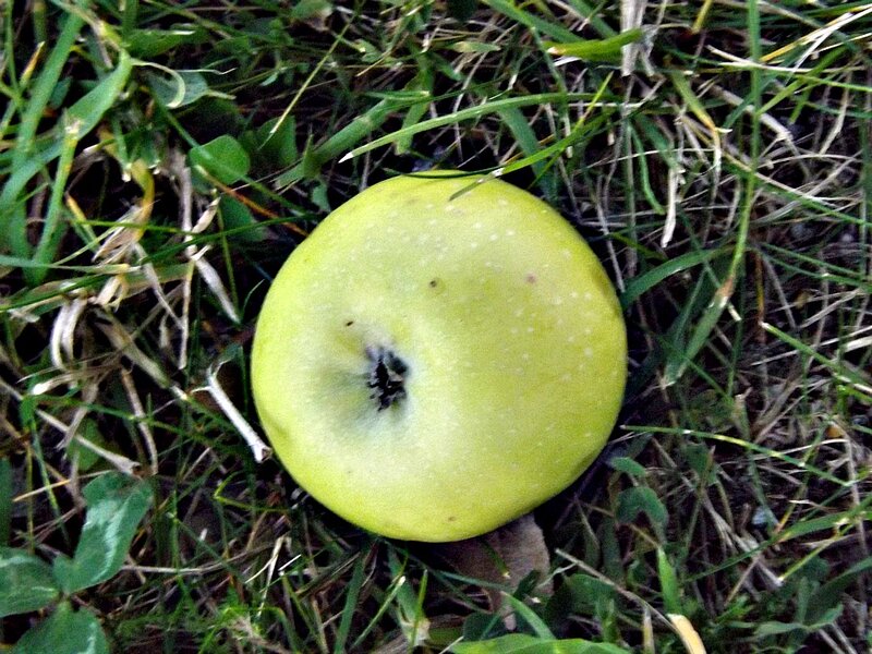 Green Apple on Grass