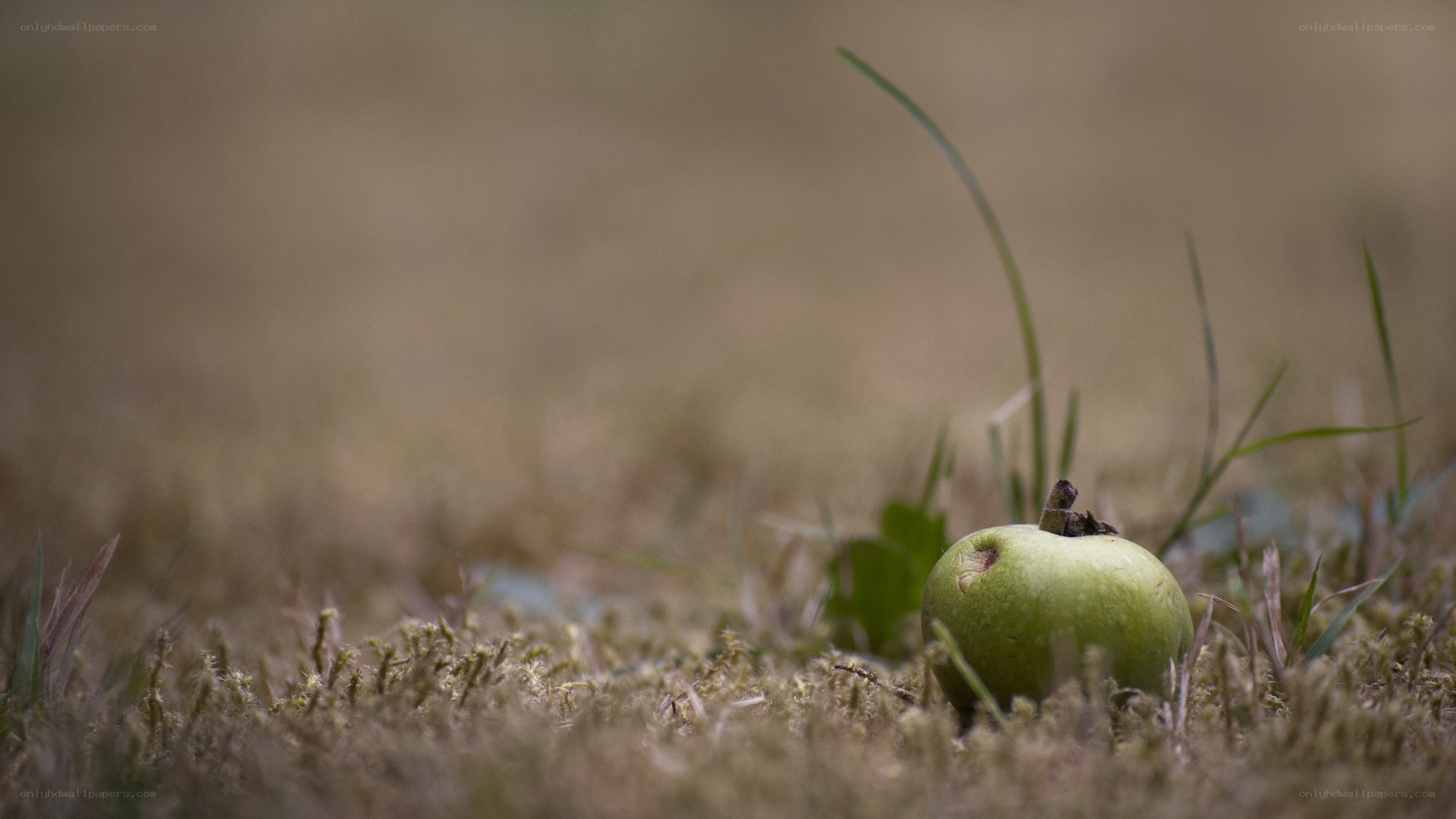 green apple on the ground