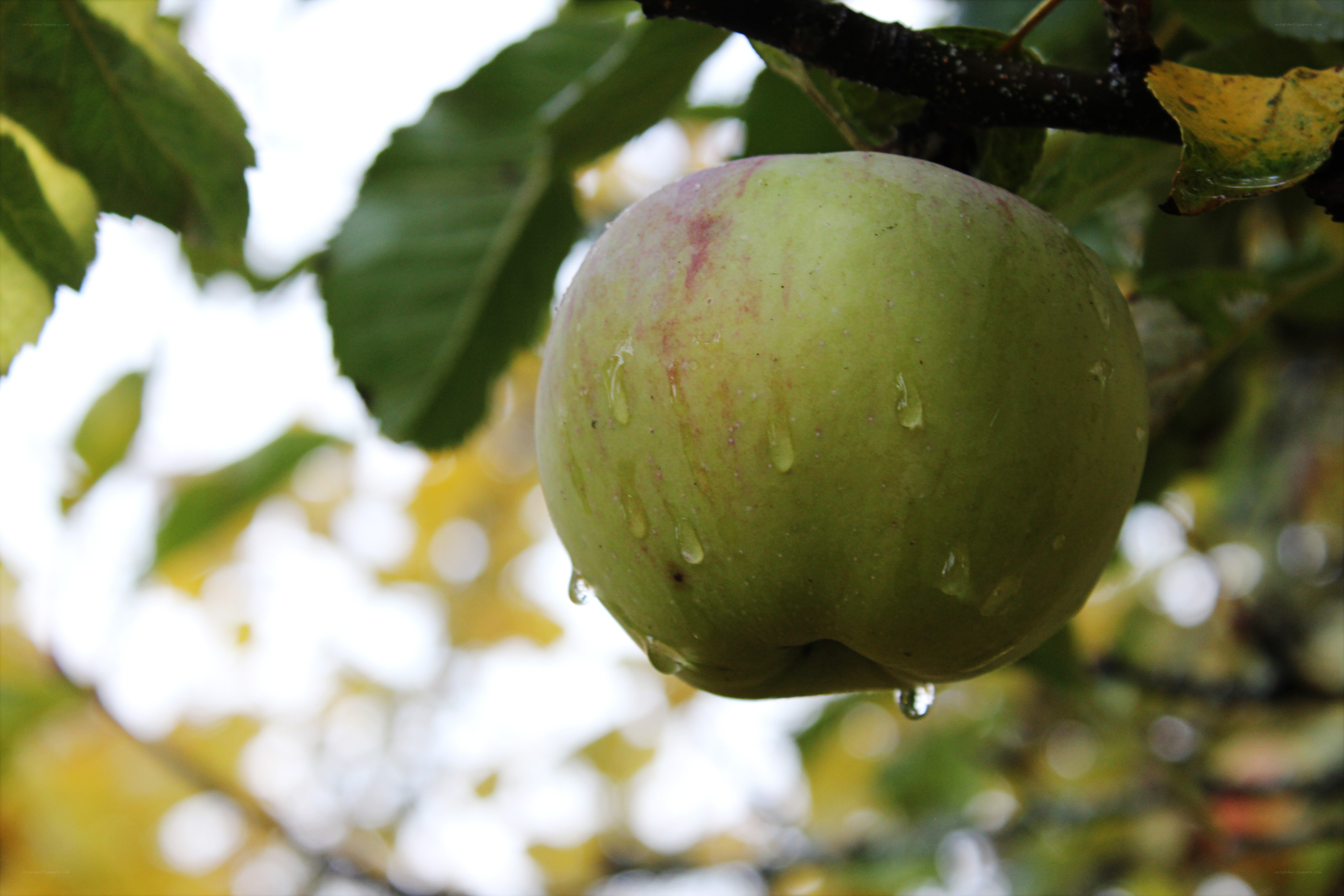 green apple on tree