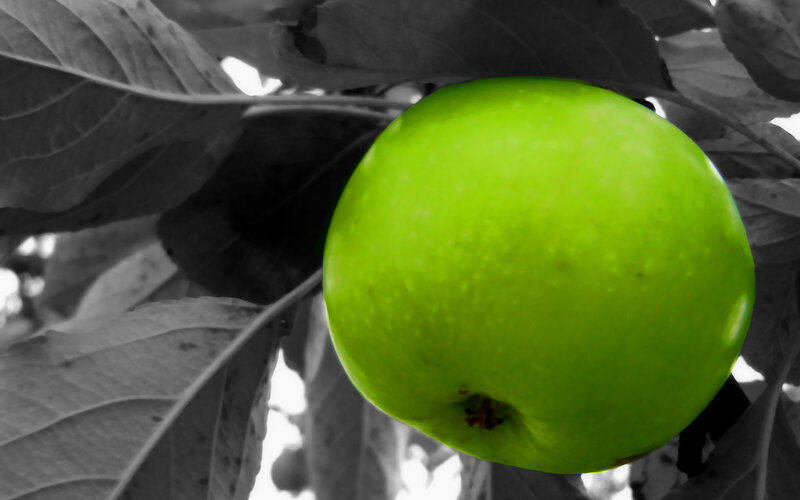 green apple on tree