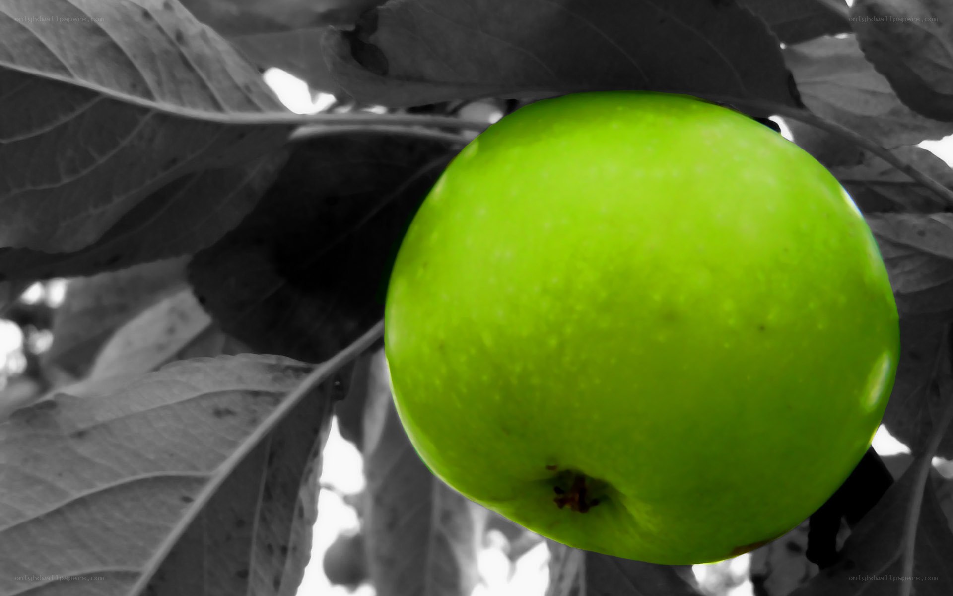 green apple on tree