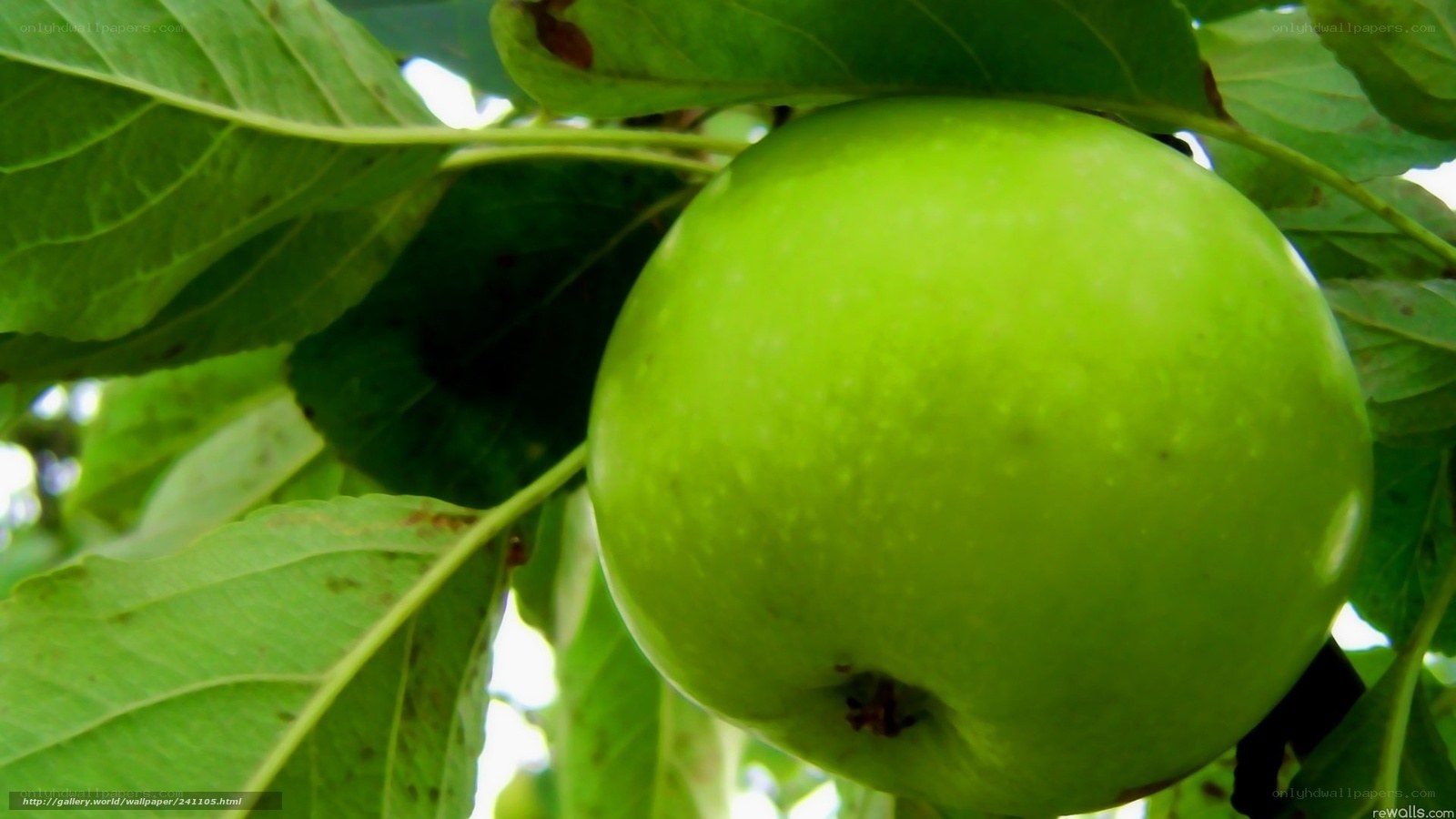green apple on tree branch