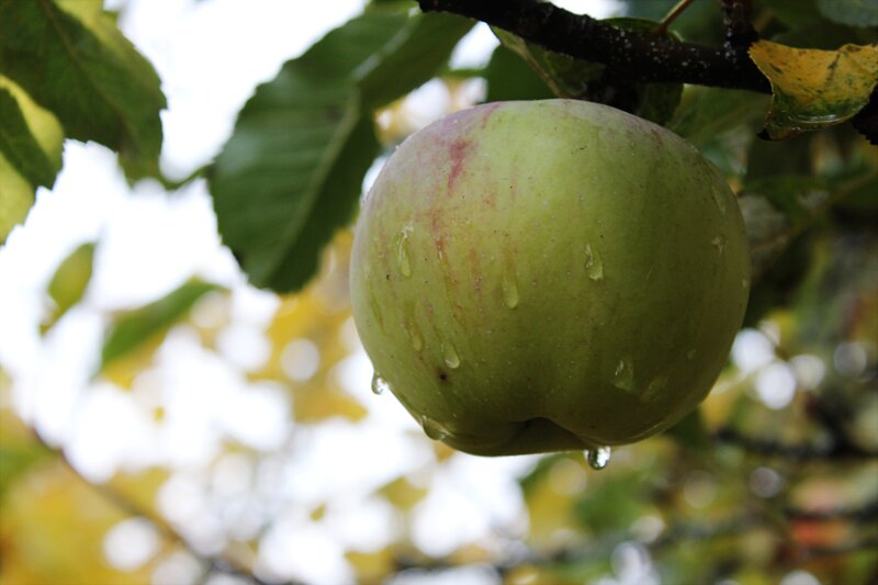 Green Apple on Tree — Calm, Autumn