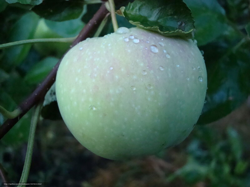 Green Apple on Tree — Calm