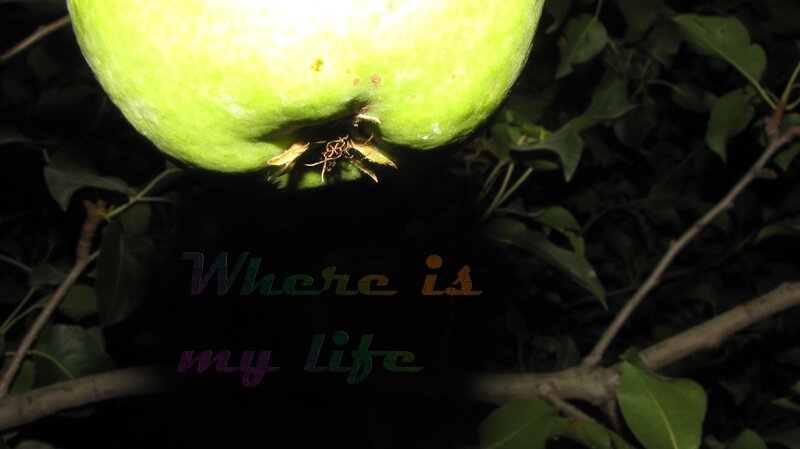 Green Apple on Tree — Dramatic