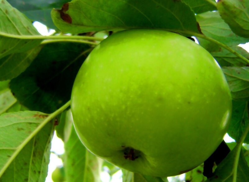 Green Apple on Tree — Natural, Afternoon, Photograph, Leaf