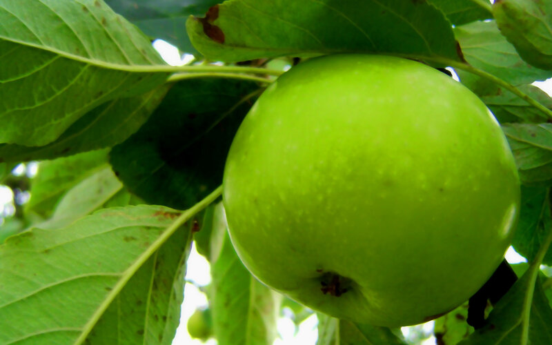 Green Apple on Tree — Natural, Afternoon