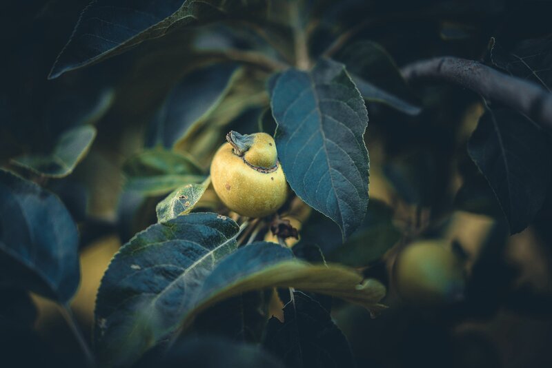 Green Apple on Tree — Natural, Photograph