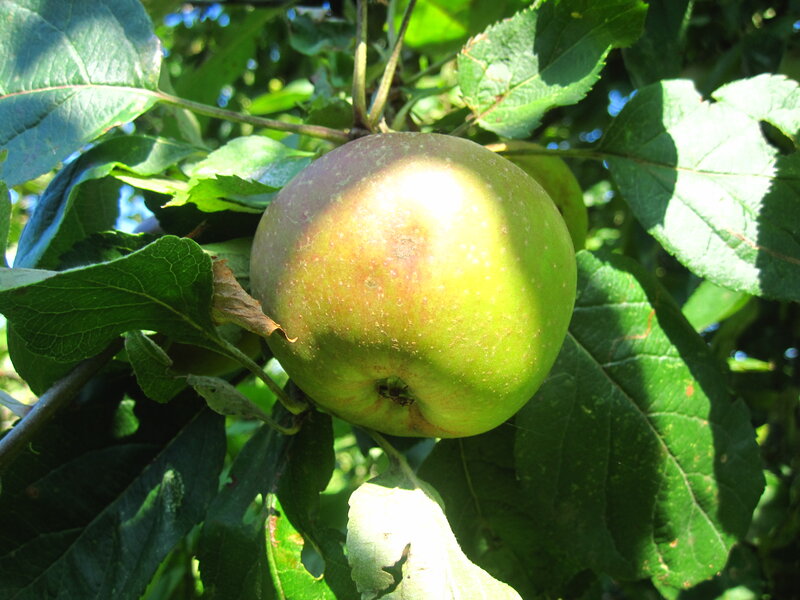 Green Apple on Tree — Natural
