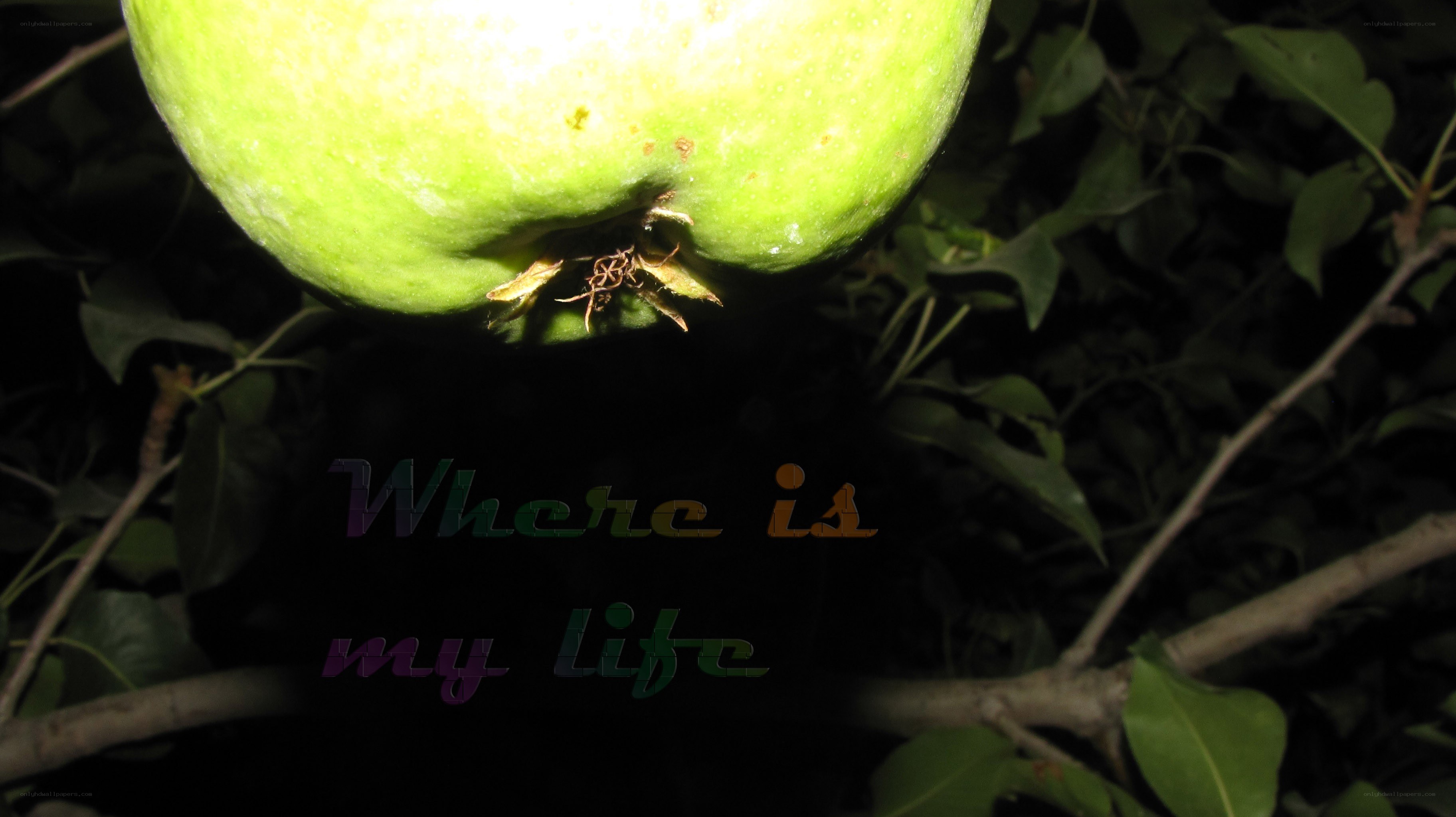 green apple on tree
