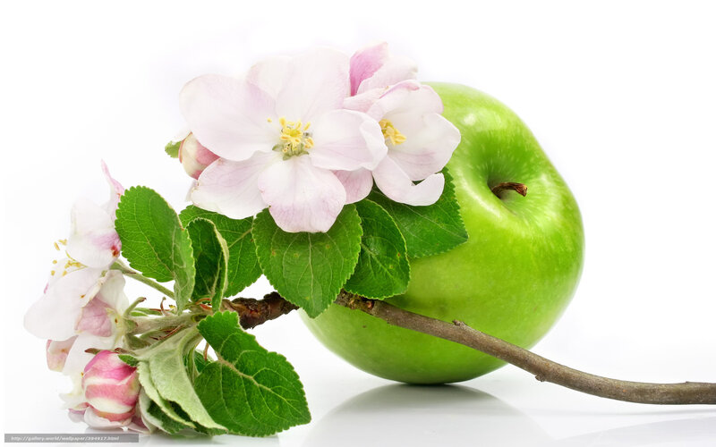 Green Apple with Blossoms — Serene, Spring, Photograph, Flowers