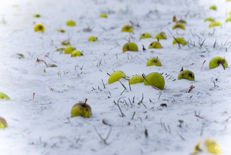 Green apples in the snow