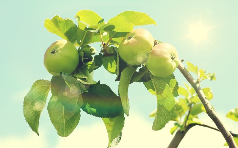 Green Apples on a Branch — Serene