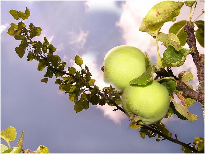 Green Apples on a Branch