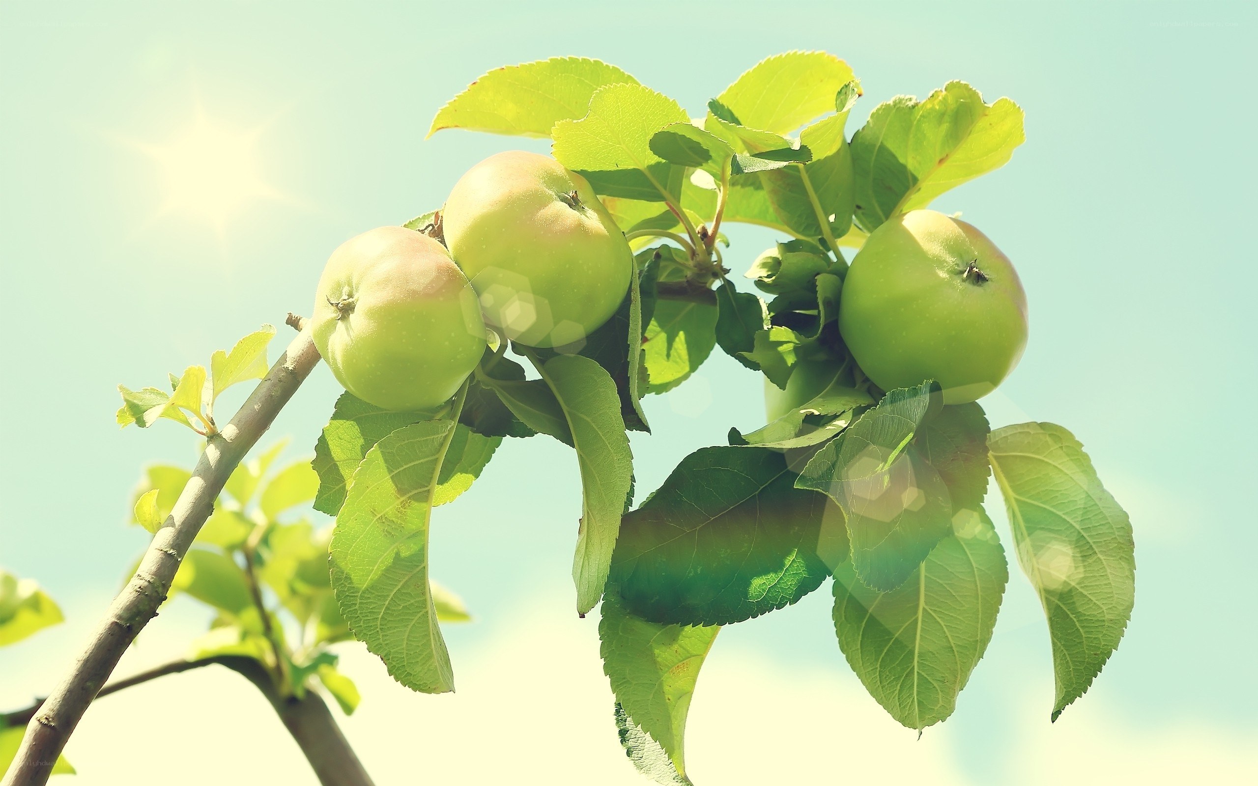 green apples on a tree branch