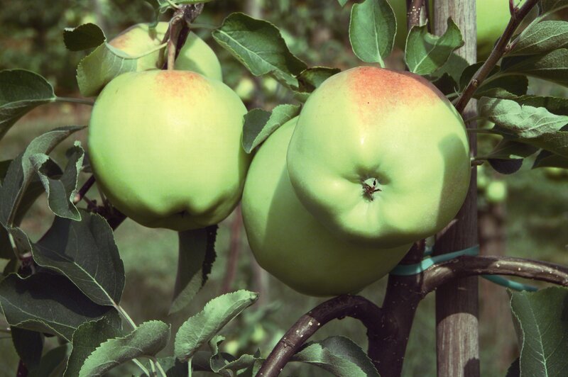 green apples on a tree