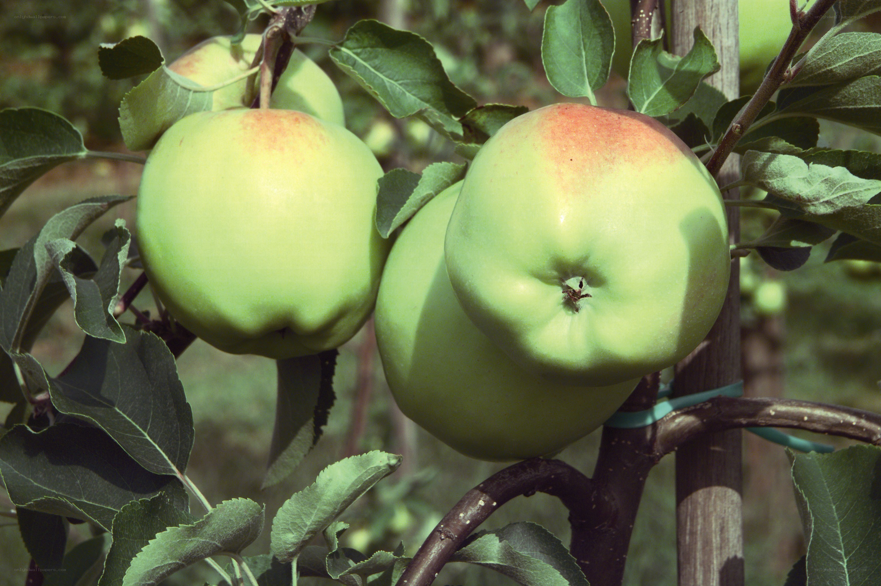 green apples on a tree