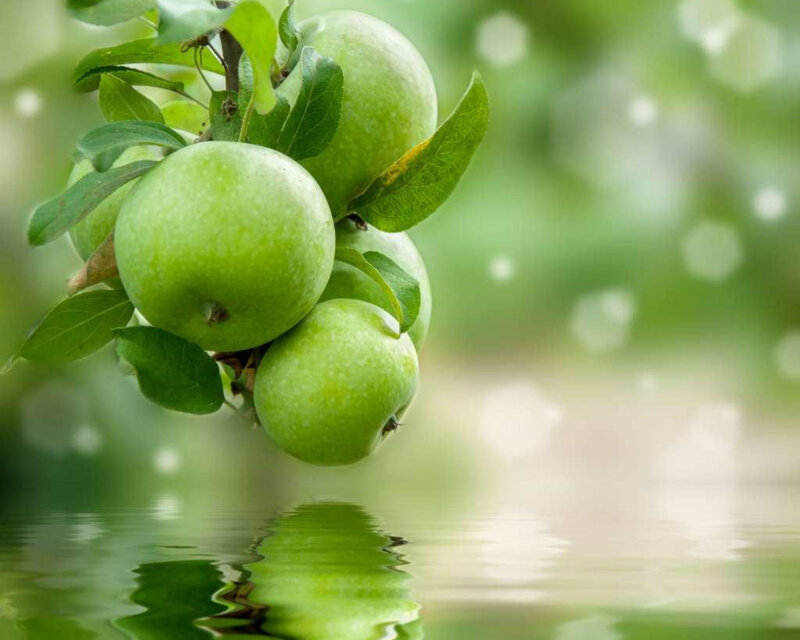 Green Apples on Branch