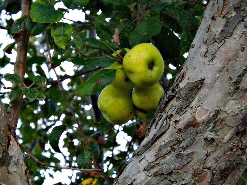 Green Apples on Tree — Natural, Afternoon
