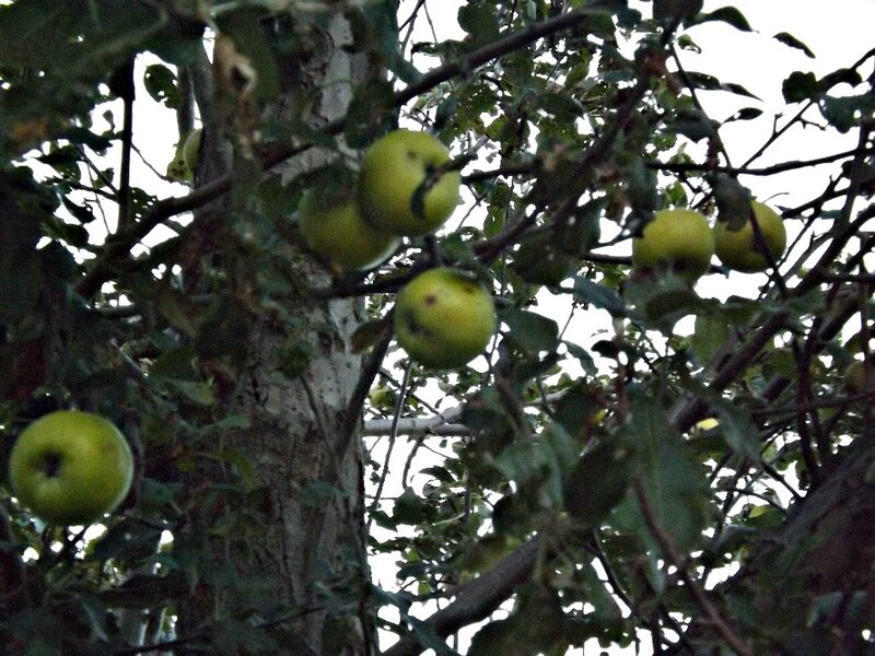 Green Apples on Tree — Natural, Photograph